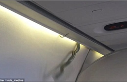 Kinh hãi cảnh rắn độc thả mình trong máy bay